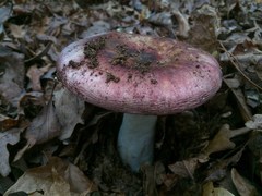 Russula vinacea