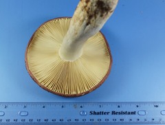 Russula vinacea