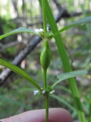 Neolasioptera lycopi