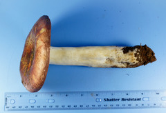Russula vinacea