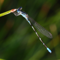 Argia leonorae