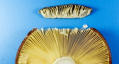 Russula vinacea