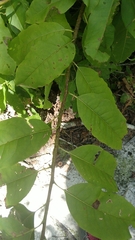 Oxydendrum arboreum