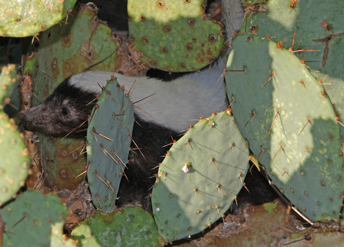 American Hog-nosed Skunk, photo 4 of 10