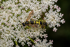 Tenthredo marginella