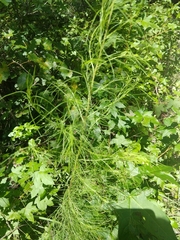 Eupatorium capillifolium