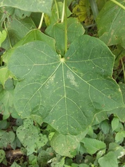 Jatropha curcas