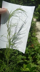 Eupatorium capillifolium
