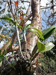Guarianthe aurantiaca