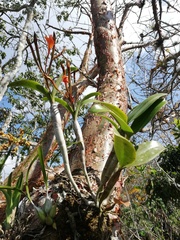 Guarianthe aurantiaca