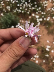 Aphanostephus skirrhobasis