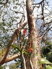 Guarianthe aurantiaca