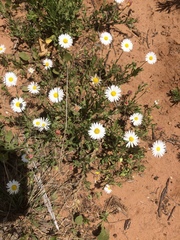 Aphanostephus skirrhobasis