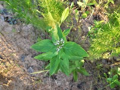 Mitreola