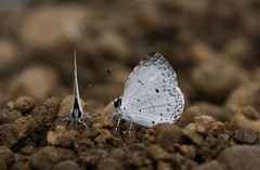 Neopithecops zalmora