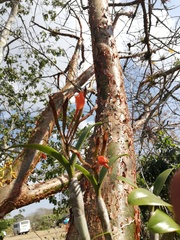 Guarianthe aurantiaca