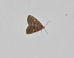 Idia aemula