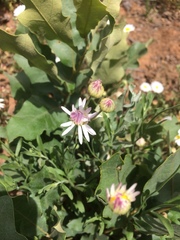 Aphanostephus skirrhobasis