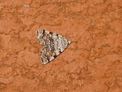 Idia americalis