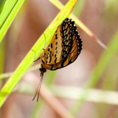 Byblia anvatara acheloia