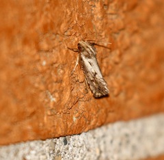 Acrolophus popeanella