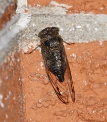 Neotibicen canicularis