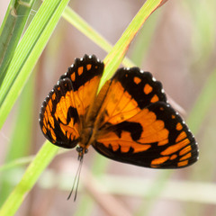 Byblia anvatara acheloia