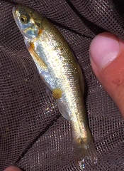 Hesperoleucus symmetricus