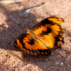Byblia anvatara acheloia