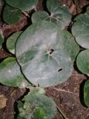 Asarum europaeum