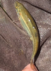 Hesperoleucus symmetricus