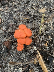 Cantharellus coccolobae