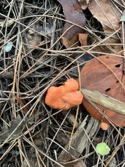 Cantharellus coccolobae