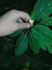 Impatiens parviflora
