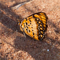 Byblia anvatara acheloia