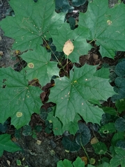 Acer platanoides