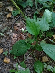 Plantago major