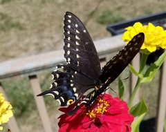 Papilio polyxenes