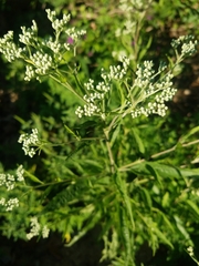 Eupatorium serotinum