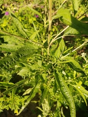 Eupatorium serotinum