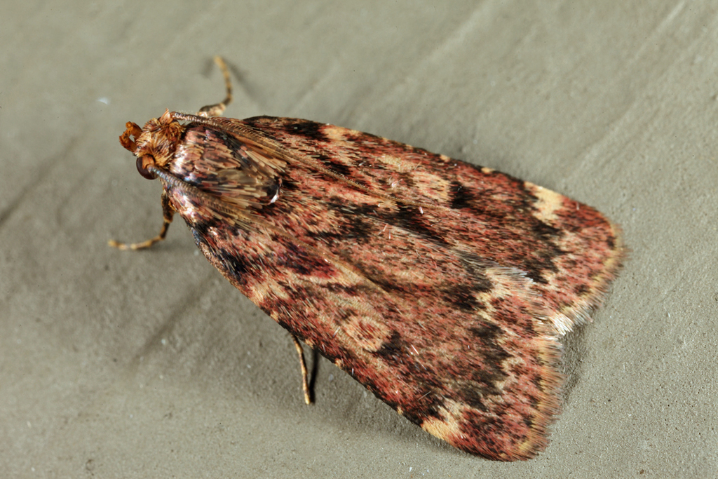 Grease Moth