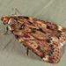 Grease Moth - Photo (c) Tom Murray, some rights reserved (CC BY-NC), uploaded by Tom Murray