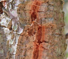 Centrocoris spiniger