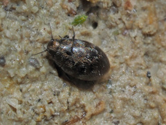 Pelochares versicolor