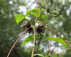 Clematis fusca