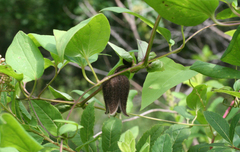 Clematis fusca