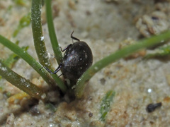 Pelochares versicolor