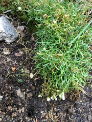 Mononeuria groenlandica