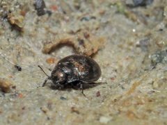 Pelochares versicolor