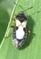 Blissus leucopterus